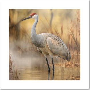 Sandhill Crane 01 Posters and Art